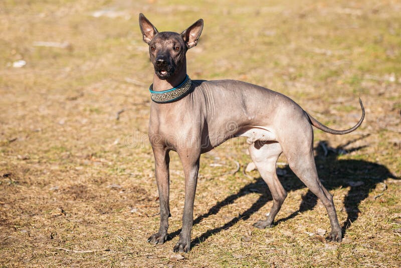 Mexikanischer Unbehaarter Hund Xoloitzcuintli Oder Xolo Stockfoto