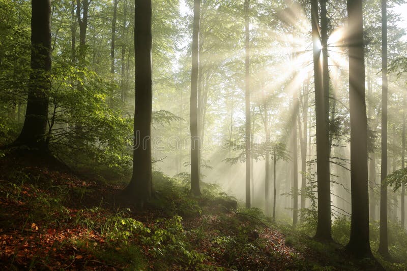 Mglistej jesieni bukowy las w świetle słonecznym