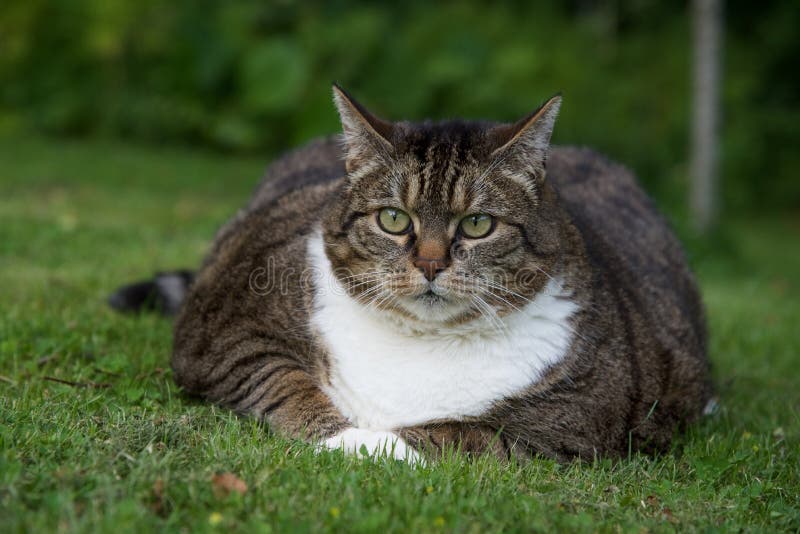 Fat cat (Felis catus) (MGW2037A1498) royalty free stock photo Fat cat (Felis catus) (MGW2037A1498) royalty free stock photo