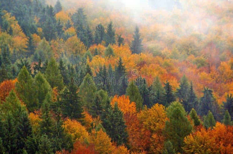 mgła jesieni las
