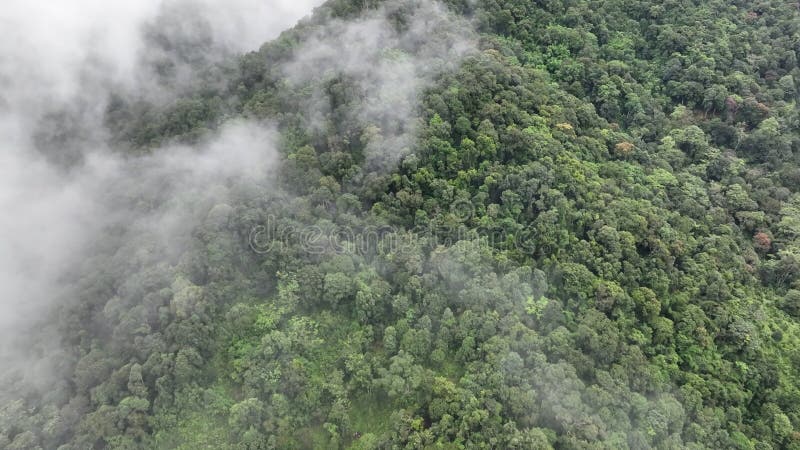 Mgła tropikalnych lasów tropikalnych może zwiększyć wilgotność powietrza i absorbować dwutlenek węgla z atmosfery