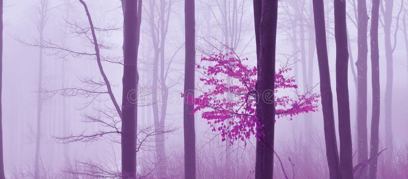 Mgła w lasowym Barwionym tajemniczym tle Magiczna forestMagic Artystyczna tapeta bajka Sen, linia Drzewo w mgłowym