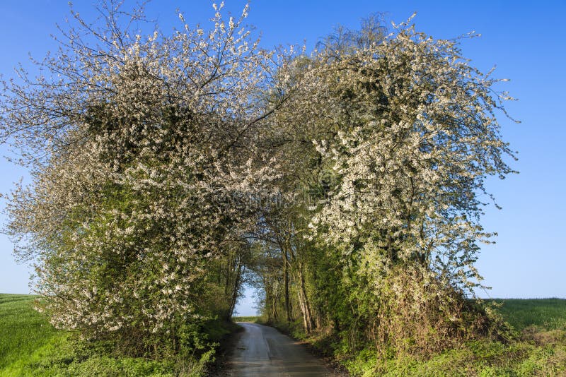 Mi carril del país con los árboles florecientes en primavera imagenes de archivo Mi carril del país con los árboles florecientes en primavera imagenes de archivo