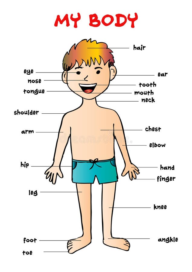 Mi ` del cuerpo, carta gráfica de la información educativa para los niños stock de ilustración Mi ` del cuerpo, carta gráfica de la información educativa para los niños stock de ilustración
