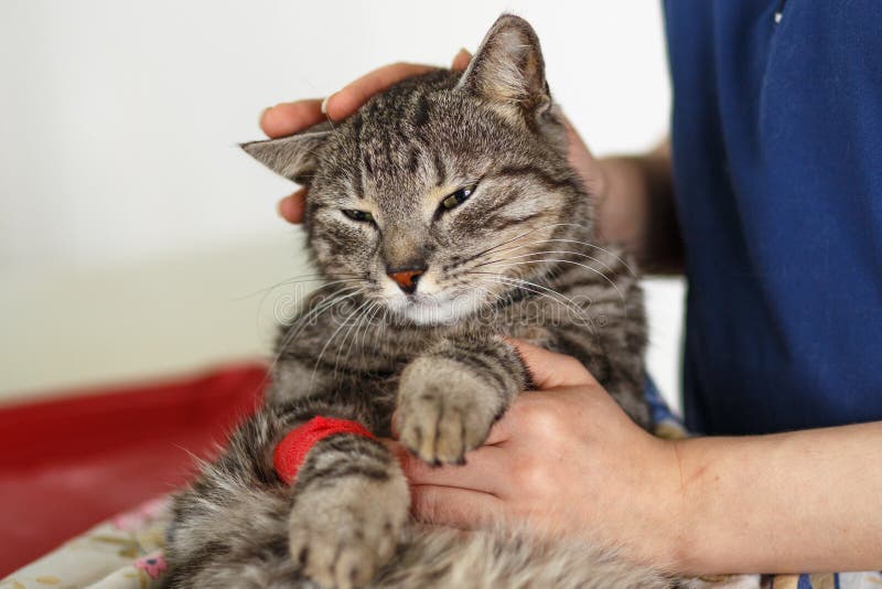 Mi section du jeune docteur vétérinaire masculin examinant un chat à la clinique médicale images libres de droits Mi section du jeune docteur vétérinaire masculin examinant un chat à la clinique médicale images libres de droits