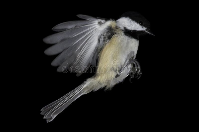Mi-vol de Chickadee, isolé et gelée Noir-couvert images libres de droits Mi-vol de Chickadee, isolé et gelée Noir-couvert images libres de droits