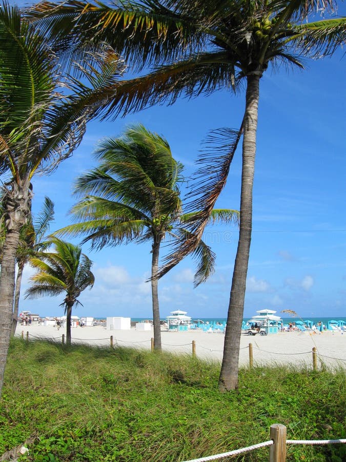 Miami Beach stock image. Image of crown, atlantic, nature 37901817