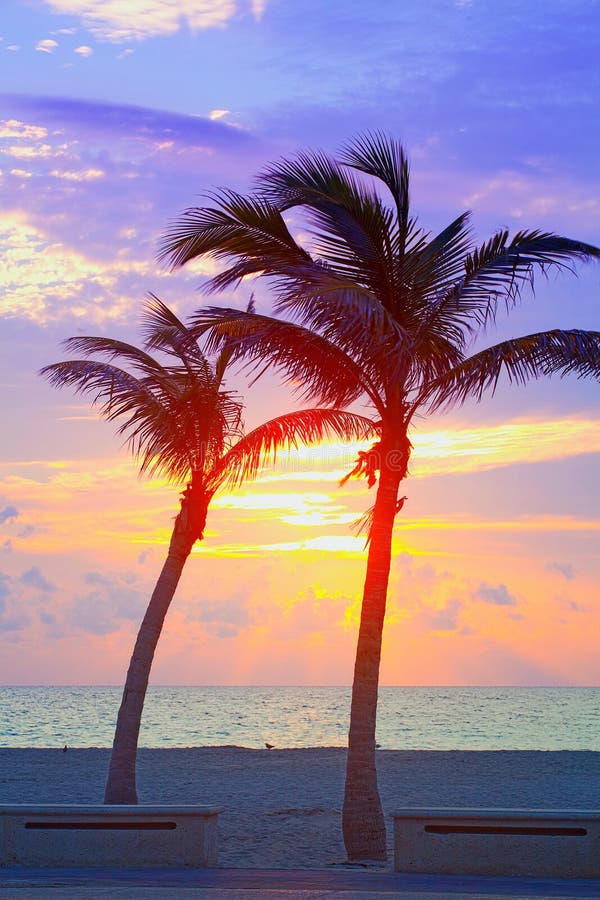 Miami Beach Florida Colorful Summer Sunrise Or Sunset With Palm Trees