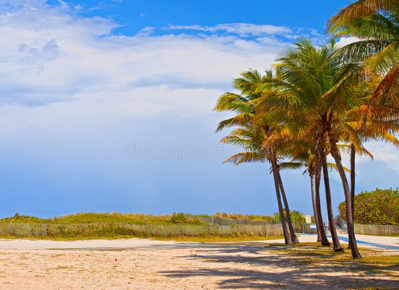 Miami Beach Florida, palm trees on a beautiful summer day with blue sky and clouds