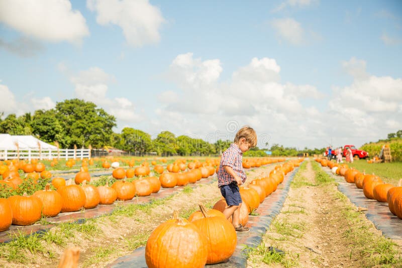 Miami, Florida - October 17, 2018: Boy plays in pupkin patch in Burr`s Berry Farm in Homestead. Miami, Florida - October 17, 2018: Young boy wearing plaid and