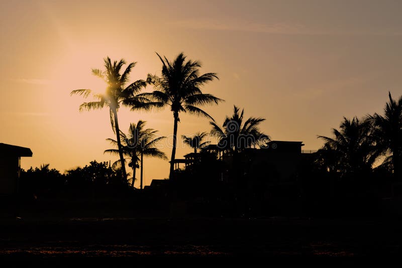 Miami, Florida Palm Trees Sunset Stock Photo - Image of oceansunset ...