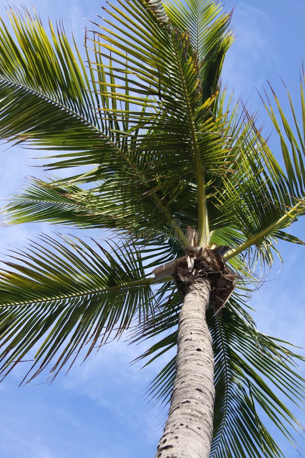 Miami Palm Tree