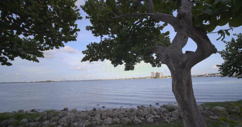 Miami Park scena przy zatoce z kamieniami i drzewami 4k60p