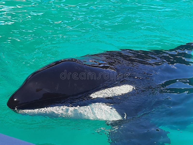 Killer whale royalty free stock photo Killer whale royalty free stock photo