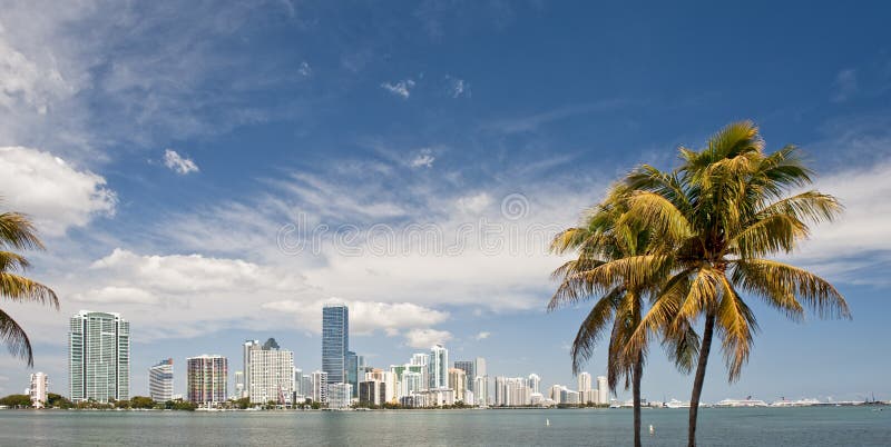 Miami skyline and palms