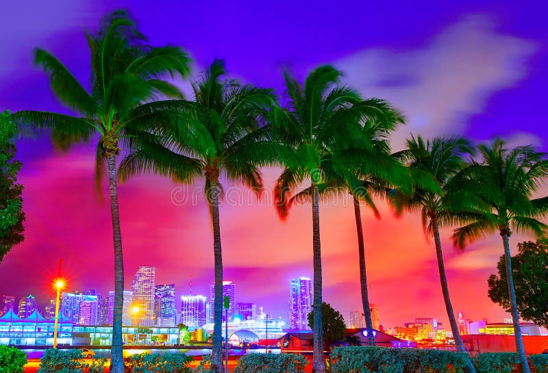 Miami skyline sunset with palm trees Florida