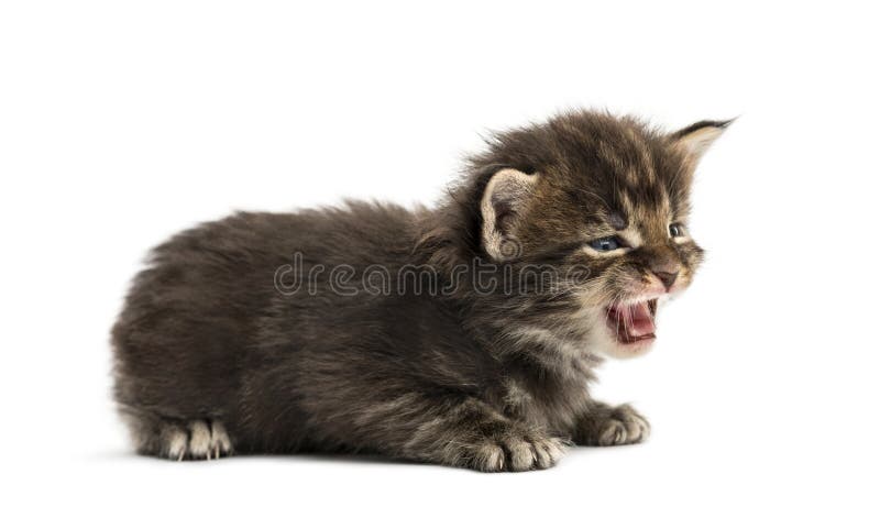 Miar bonito do gatinho de Maine Coon imagem de stock Miar bonito do gatinho de Maine Coon imagem de stock