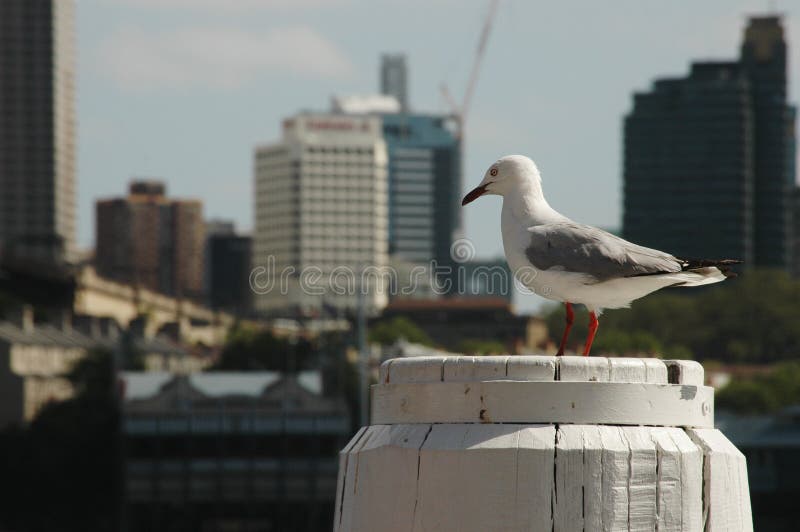Miasta seagull obrazy stock