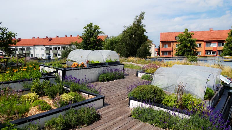 Miastowy ogrodnictwo dach w Sweden