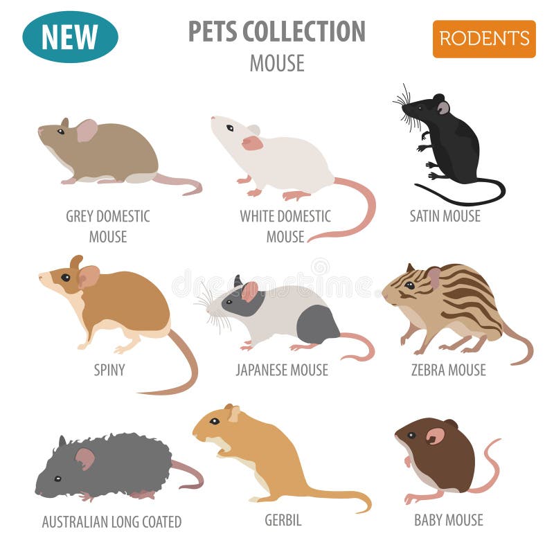 Mice breeds icon set flat style isolated on white. Mouse rodents stock illustration Mice breeds icon set flat style isolated on white. Mouse rodents stock illustration