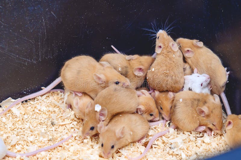 Mice on Sawdust in a Cage. Breeding Mice Stock Image Image of