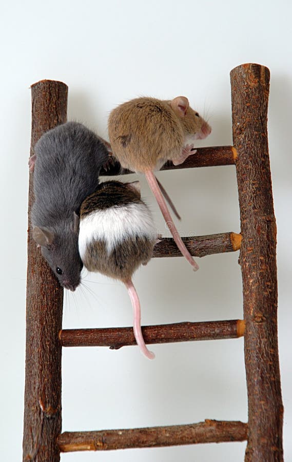 Mice on toy staircase