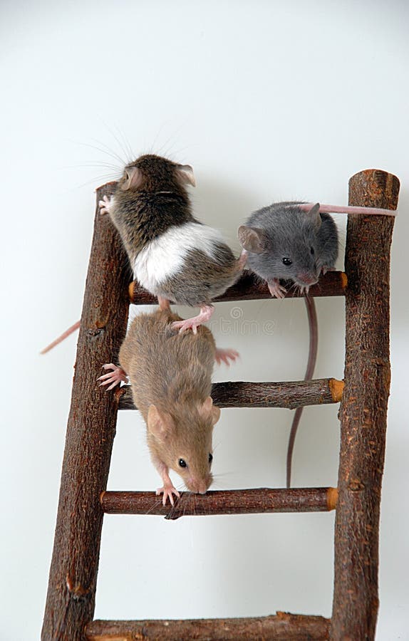 Mice on toy staircase