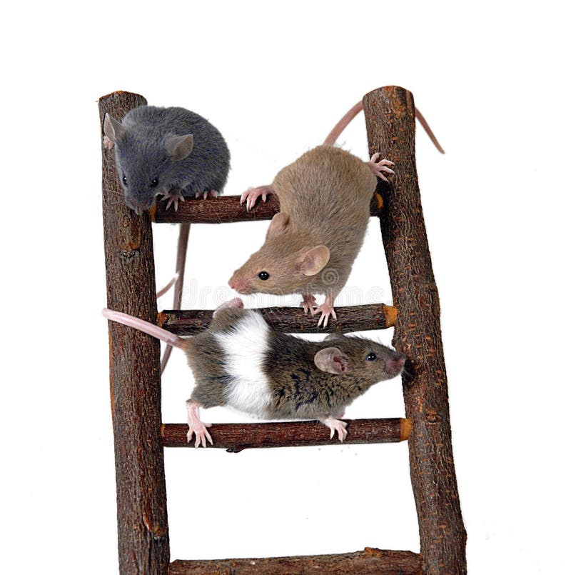 Mice on toy staircase