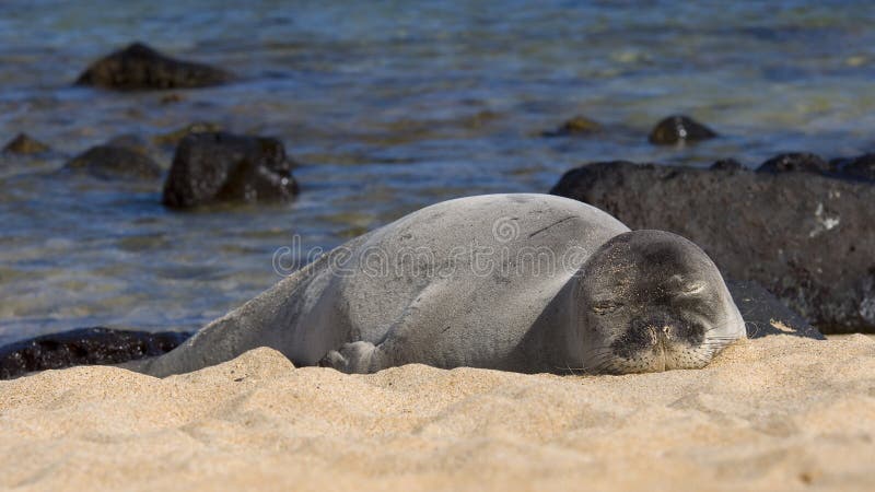 Sleeping Monk Seal on beach in Hawaii. Sleeping Monk Seal on beach in Hawaii