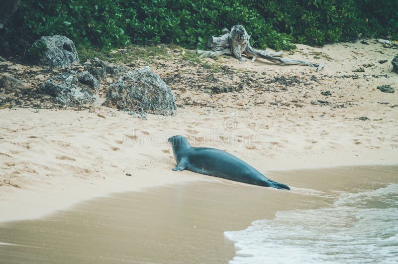 Monk seals are found in the Hawaiian archipelago, certain areas in the Mediterranean Sea and formerly in the tropical areas of the west Atlantic Ocean. Monk seals are found in the Hawaiian archipelago, certain areas in the Mediterranean Sea and formerly in the tropical areas of the west Atlantic Ocean.