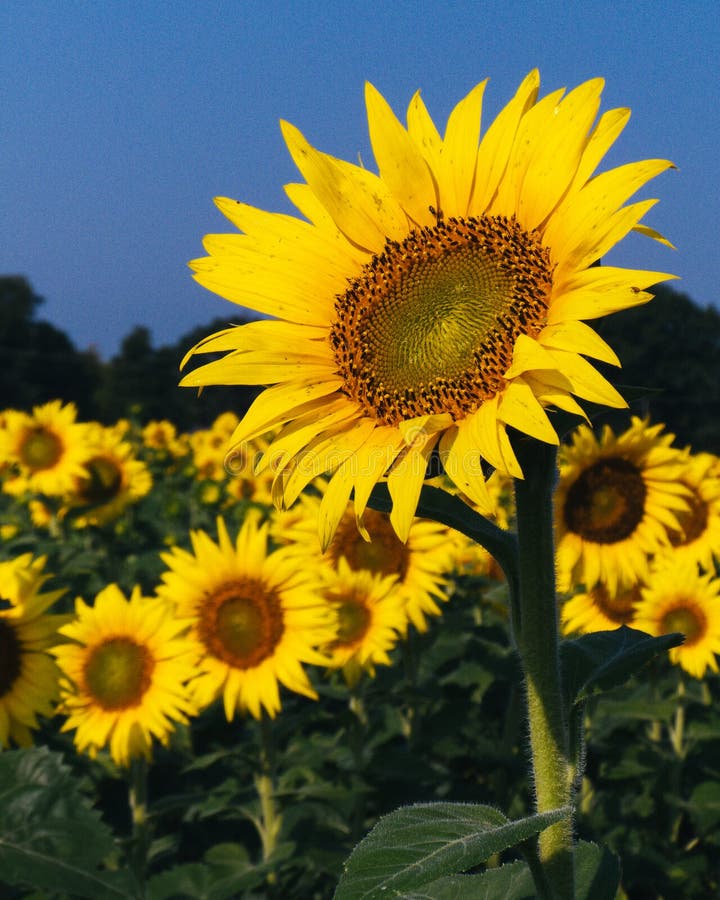 Michigan Sunflower Field stock image. Image of beautiful 123690245