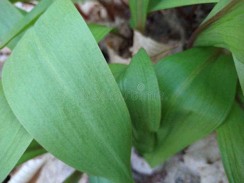 Michigan Wild Leeks stock image. Image of yellow, food 182389261