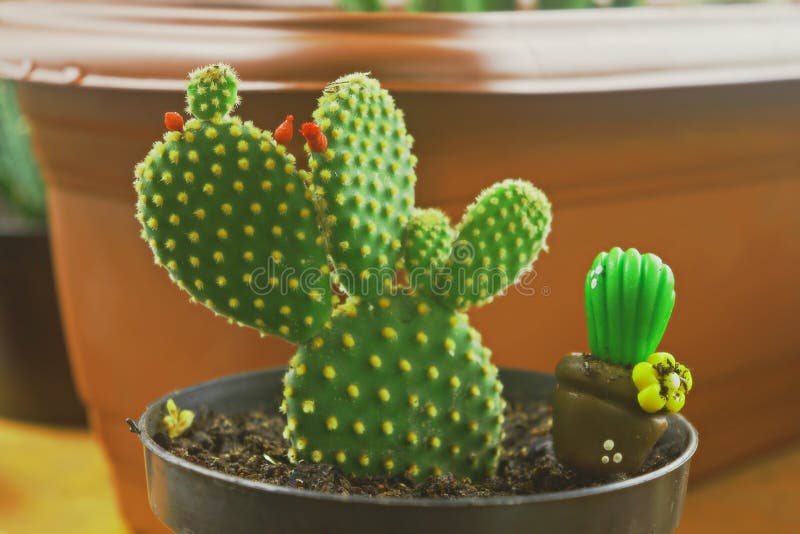 Mickey ear cactus, stock image. Image of appearance - 187112745