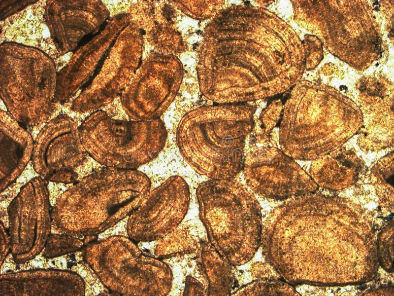 Micro-foto da seção fina geological sob a luz cruz-polarizada imagens de stock Micro-foto da seção fina geological sob a luz cruz-polarizada imagens de stock