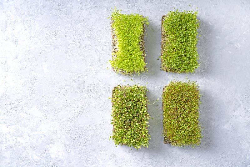 Micro green background with four kinds of microgreens. royalty free stock photos