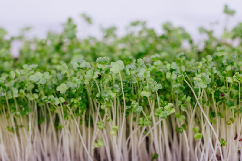 Micro Greens, Broccoli, Germinated Broccoli Seeds Stock Photo Image
