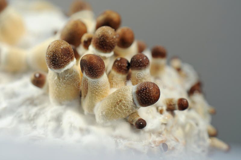 Mycelium of psilocybin psychedelic mushrooms Golden Teacher. Macro view, close-up