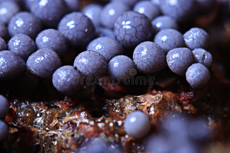 Fungus mold structure stock photo. Image of cell, fungus 55102174