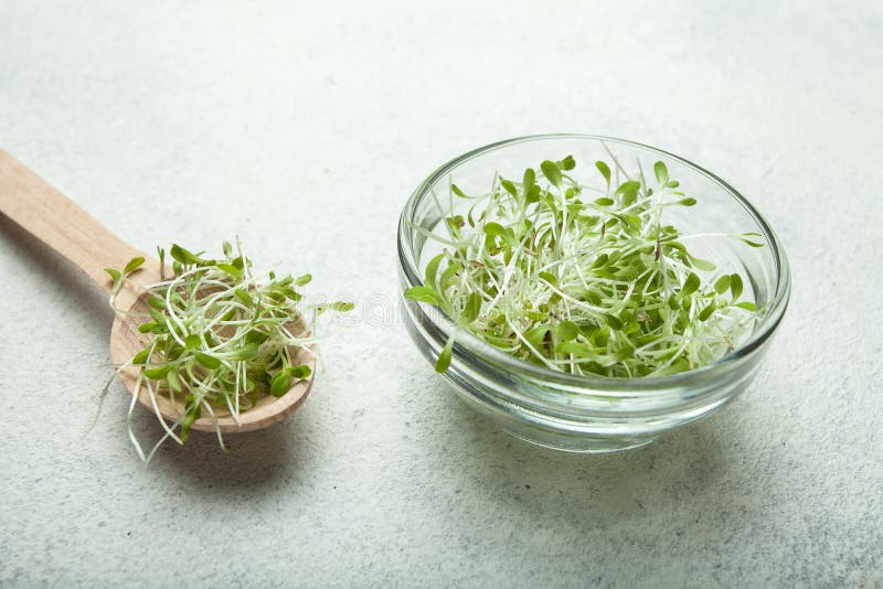 Micro-verdes hechos en casa frescos en un fondo blanco Un desayuno útil rico en vitaminas, oligoelementos y antioxidantes imágenes de archivo libres de regalías Micro-verdes hechos en casa frescos en un fondo blanco Un desayuno útil rico en vitaminas, oligoelementos y antioxidantes imágenes de archivo libres de regalías