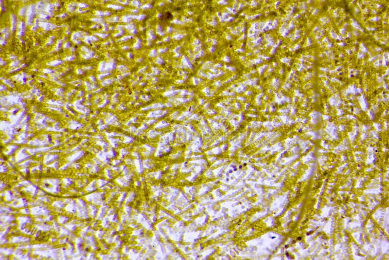 Microalghe marine immagini stock Microalghe marine immagini stock