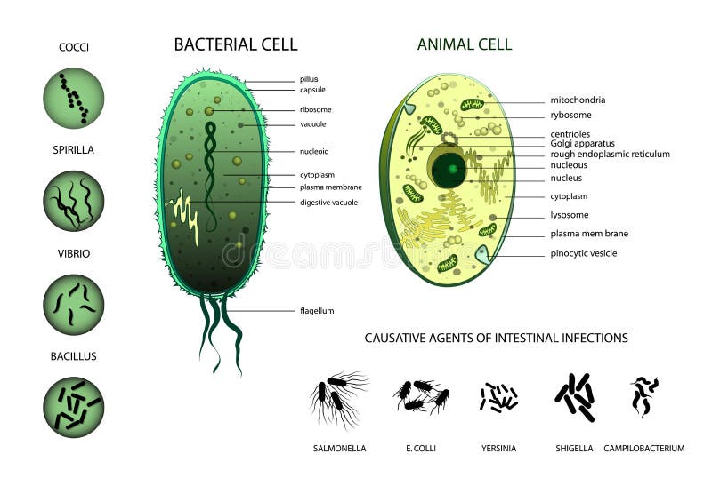 microbiology Djur cell, bakterie stock illustrationer microbiology Djur cell, bakterie stock illustrationer