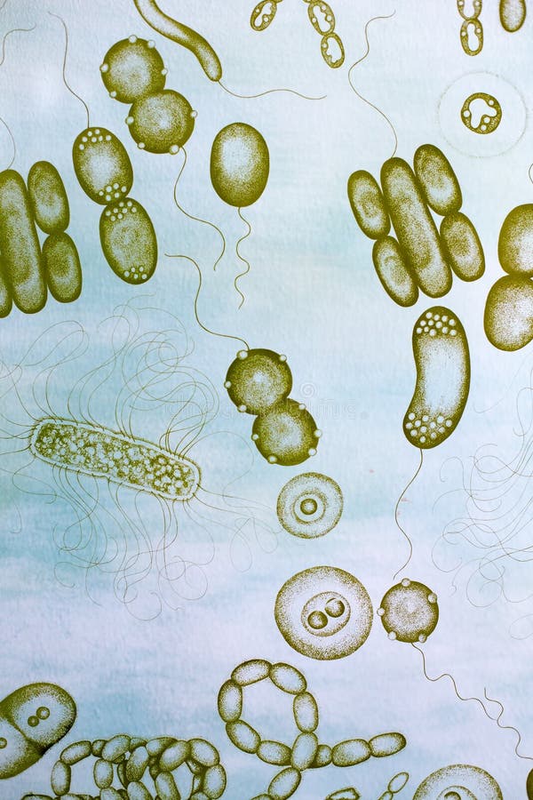 Microbiology and microscopy sample