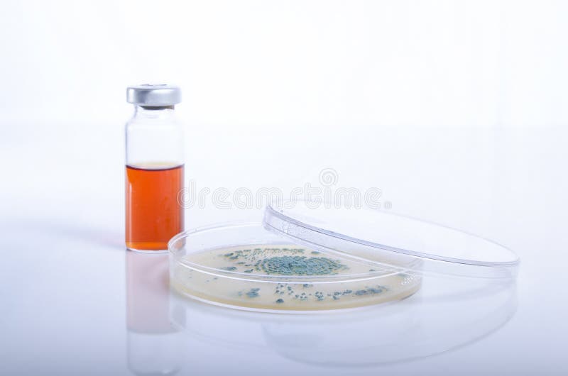 Microbiology Petri Dish with Bacteria and Growth Stock Photo Image of manufacturing