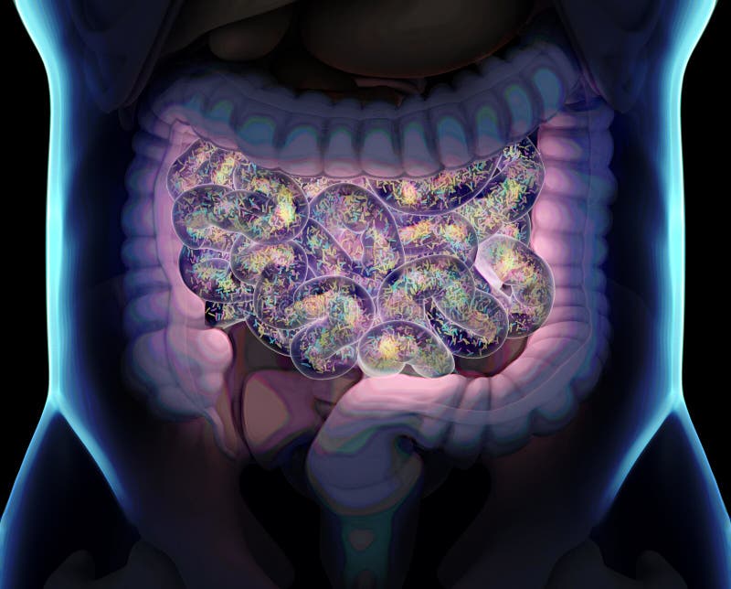 Microbioma della flora intestinale. batteri all'interno del concetto di piccolo intestino rappresentazione illustrazione 3d