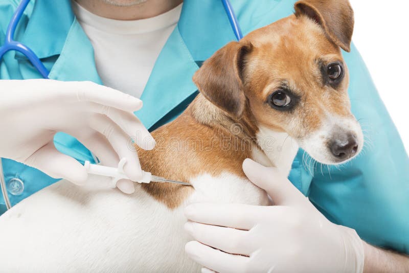 Lindo blanco pequeno el perro obtendrá extrano jeringuilla veterano obligatorio mascotas en veterinario clínica.