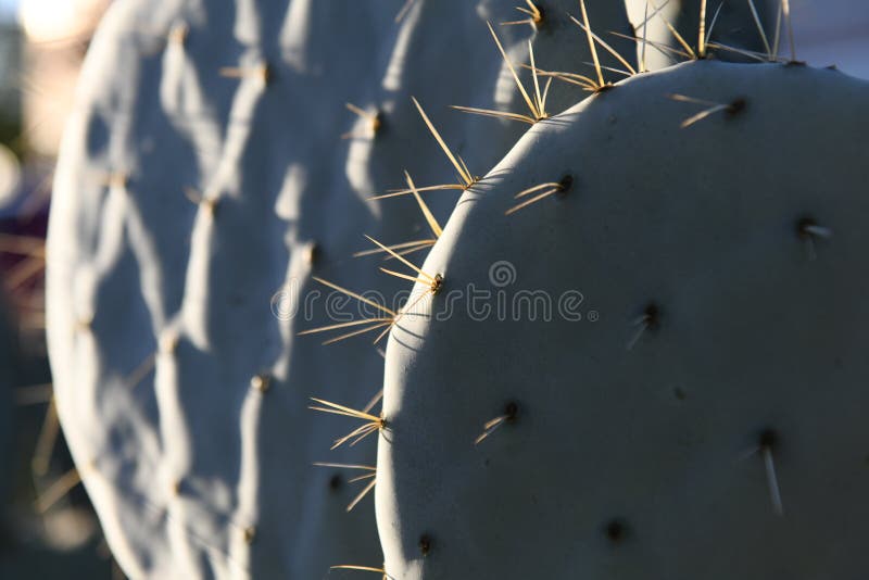 Microdasys cactus. Cactus backdround, cacti design pattern. stock images