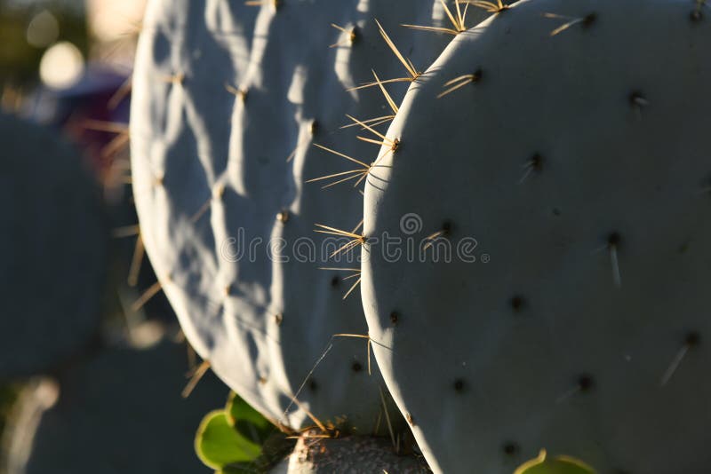 Microdasys cactus. Cactus backdround, cacti design pattern. royalty free stock images