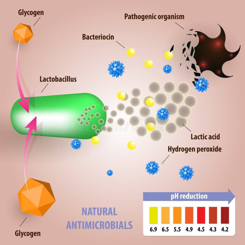 Microflora vaginale sana illustrazione vettoriale Microflora vaginale sana illustrazione vettoriale