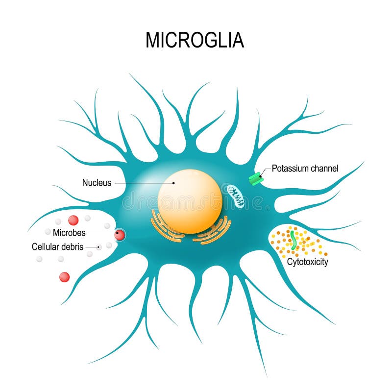 Microglial cel