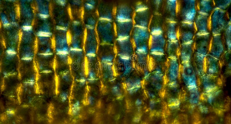 Abstract or background of thick cell walls of bracts from the rim of an acorn from an oak tree. Polarization micrograph taken at 100x. Abstract or background of thick cell walls of bracts from the rim of an acorn from an oak tree. Polarization micrograph taken at 100x.